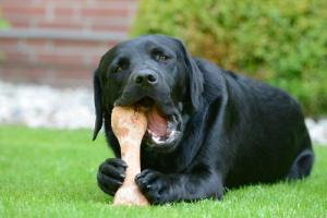 Hund mit Knochen