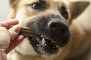 Hund mit Zahnpflege Snack