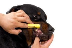 Rottweiler bekommt die Zähne geputzt