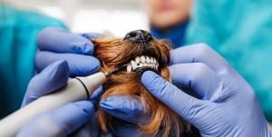 professionelle Zahnreinigung beim Tierarzt