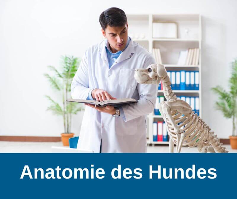 Anatomie des Hundes