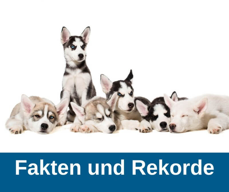 Fakten und Rekorde