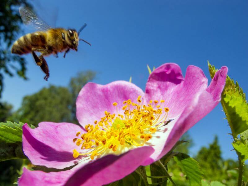 Biene sammelt Pollen