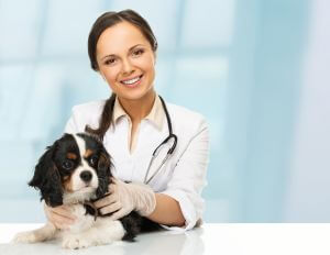 Honig gegen Hundekrankheiten
