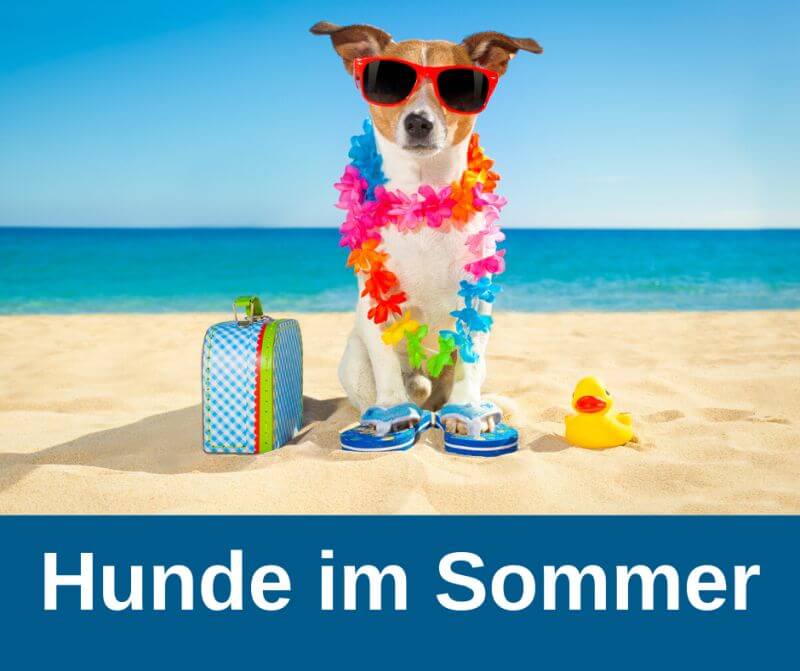 Hunde im Sommer