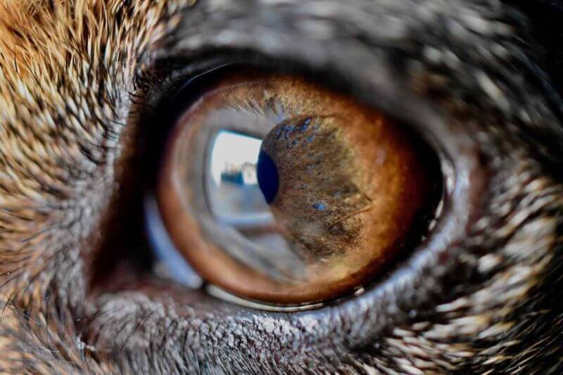 Hundeauge