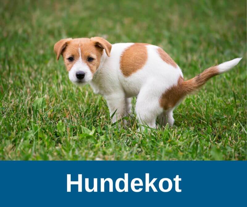 Hundekot