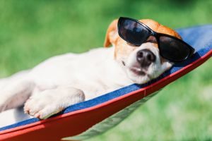 Hund liegt im Sommer auf Liege