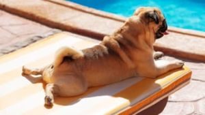 Mops auf Hundeliege