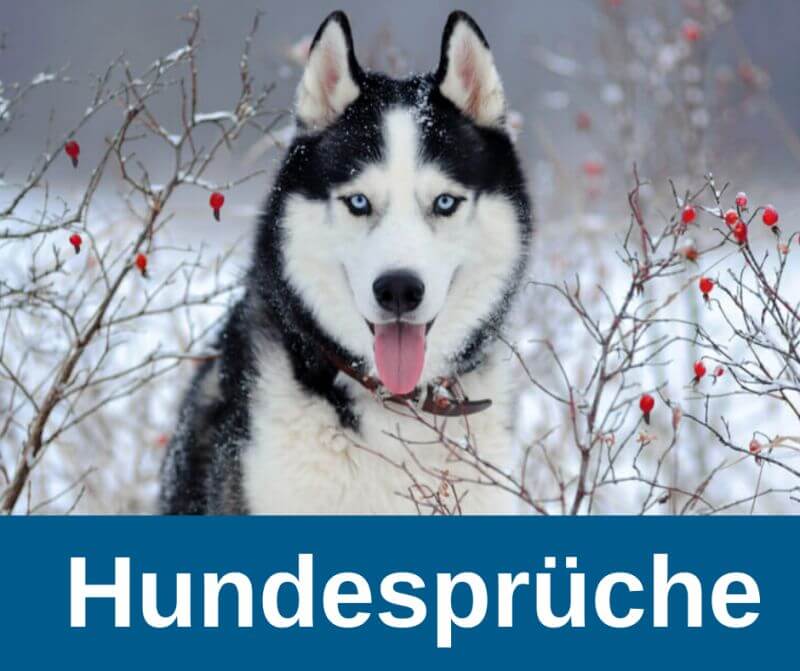 Hundespruche Und Weisheiten Guter Hund De