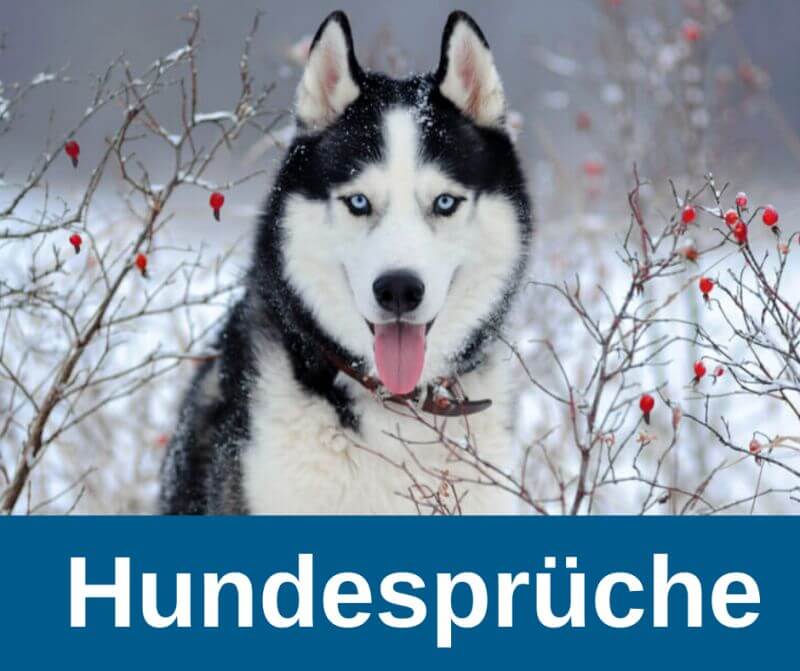 Hundesprüche