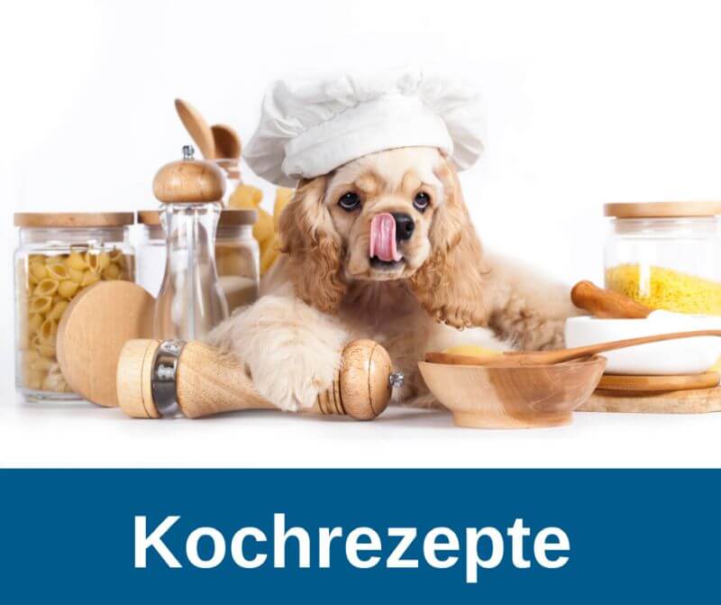 Kochrezepte für Hundefutter