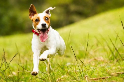 pankreasenzyme hund