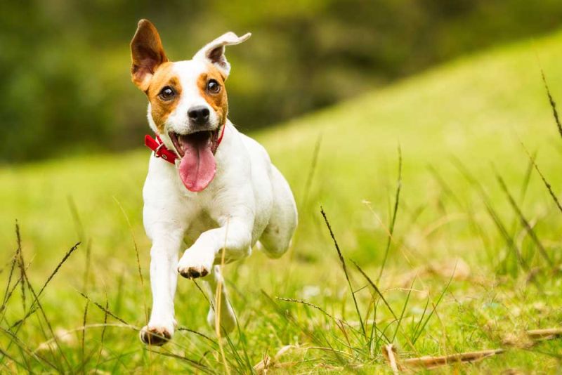 ᐅ Kokosöl Ratgeber für Hundehalter 2021 › guterHund.de