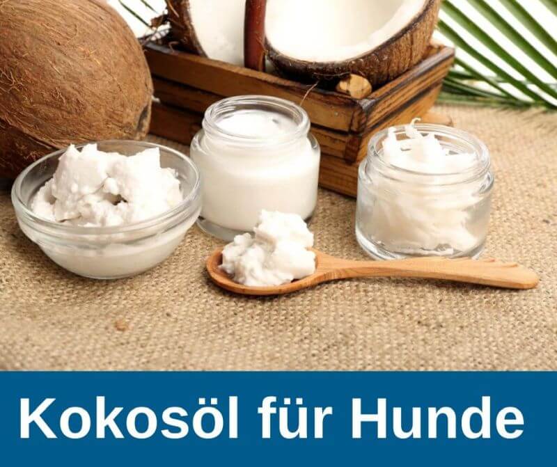 ᐅ Kokosöl Ratgeber für Hundehalter 2021 › guterHund.de