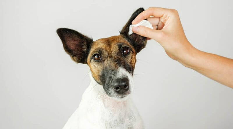ᐅ Kokosöl Ratgeber für Hundehalter 2021 › guterHund.de