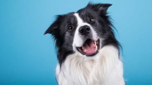 Kokosöl - Gesundheit für Hunde