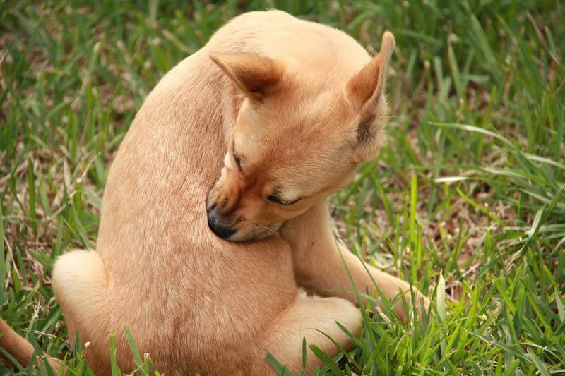 Kokosöl gegen Parasiten beim Hund