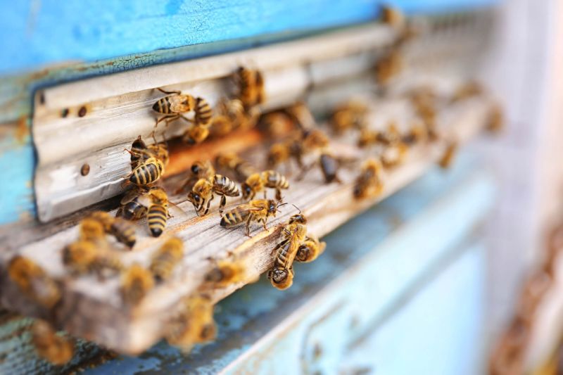 Propolis - Bienenstock