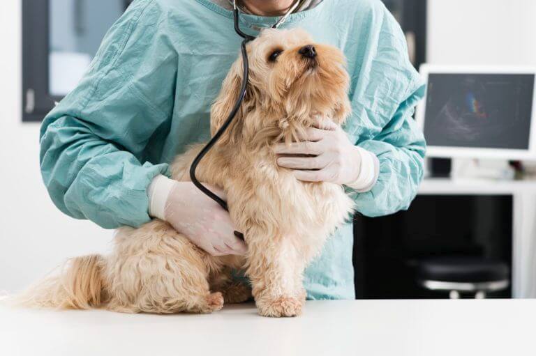 Herzerkrankung beim Hund