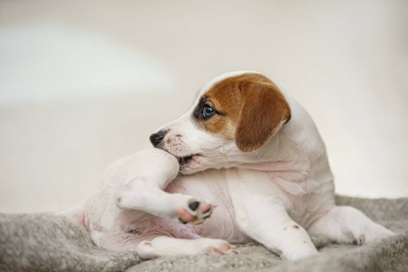 Leckekzem beim Hund