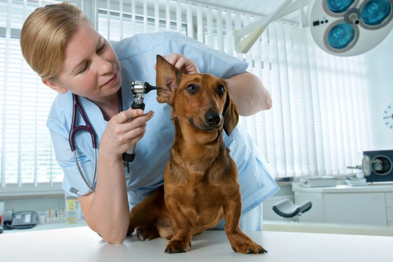 Ohrenbehandlung beim Hund