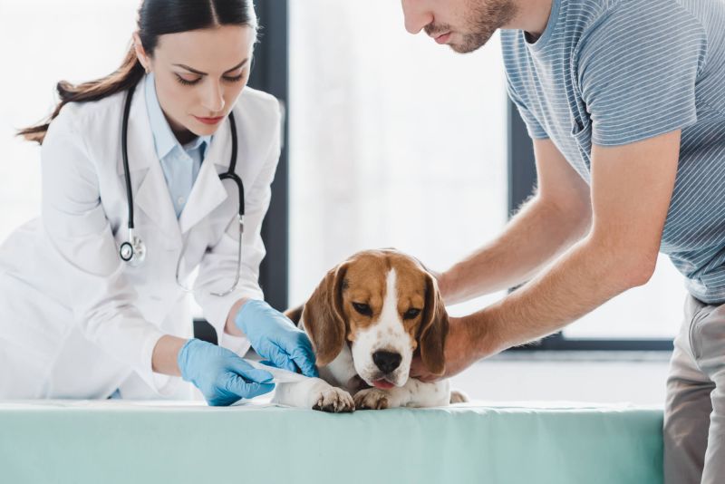Wundbehandlung beim Hund