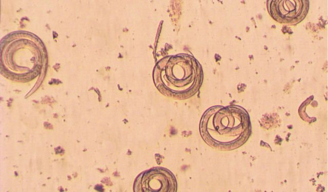 Wurmprophylaxe