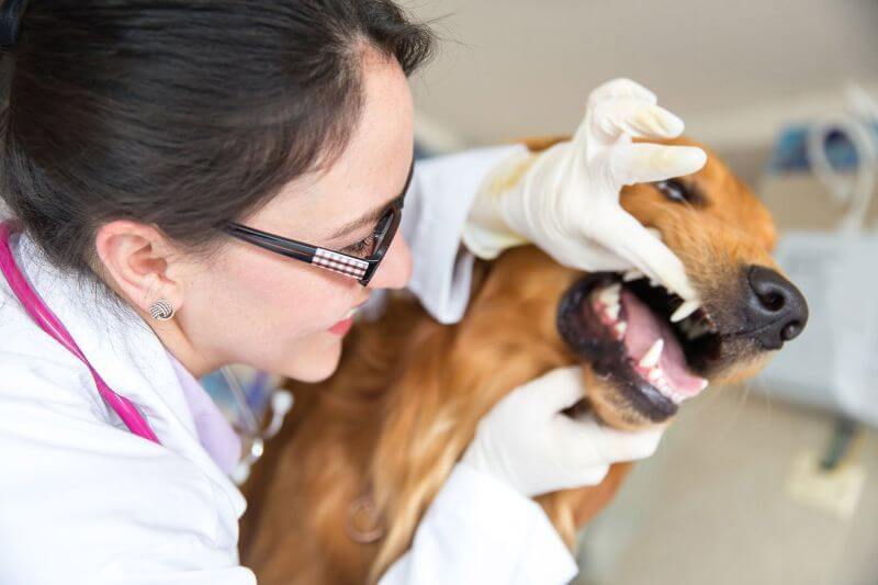 Zahnfleischentzündung beim Hund