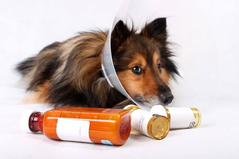 Propolis bei Hundekrankheiten