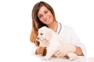 Propolis gegen Hundekrankheiten