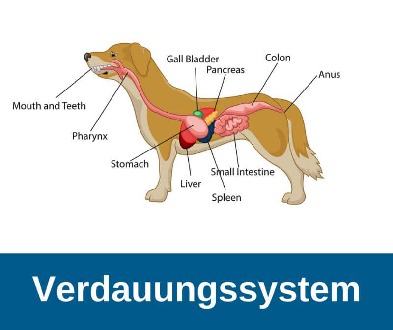 ᐅ Das Verdauungssystem Des Hundes Guter Hund De