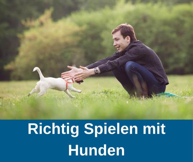 richtig spielen mit Hunden richtig spielen mit Hunden