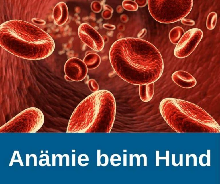 ᐅ Anämie (Blutarmut) beim Hund Symptome, Ursachen und Behandlung