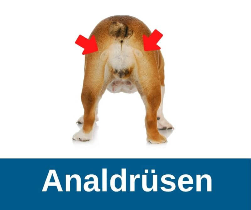 Analdrüsen