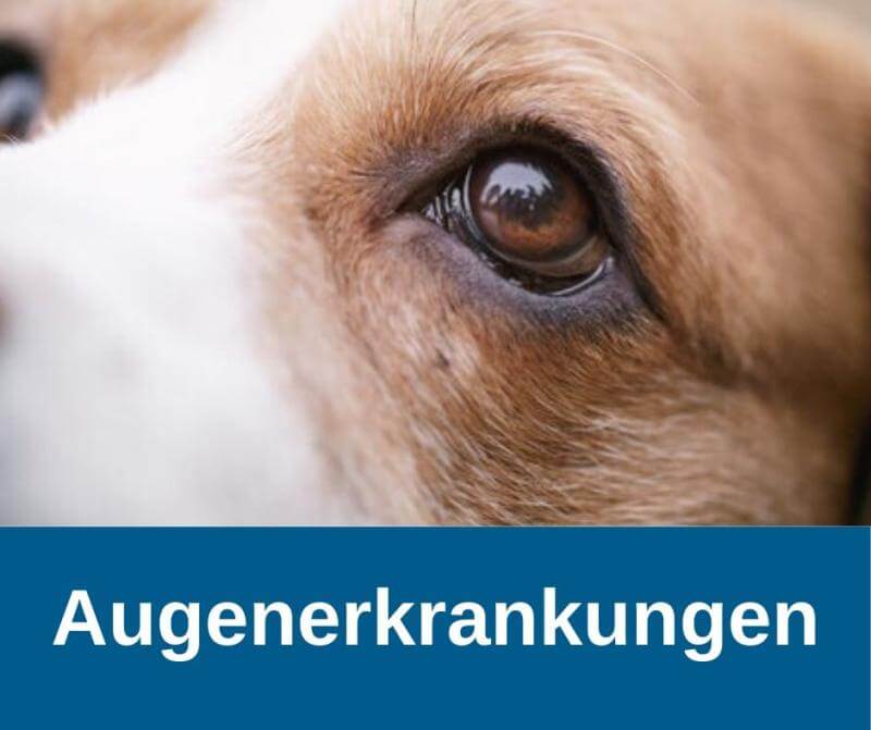 Augenerkrankungen beim Hund