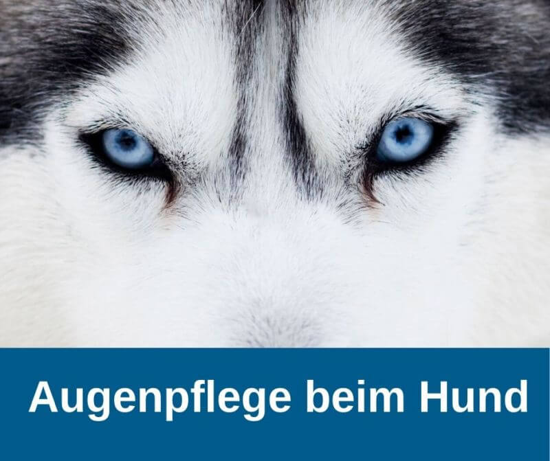 Augenpflege beim Hund