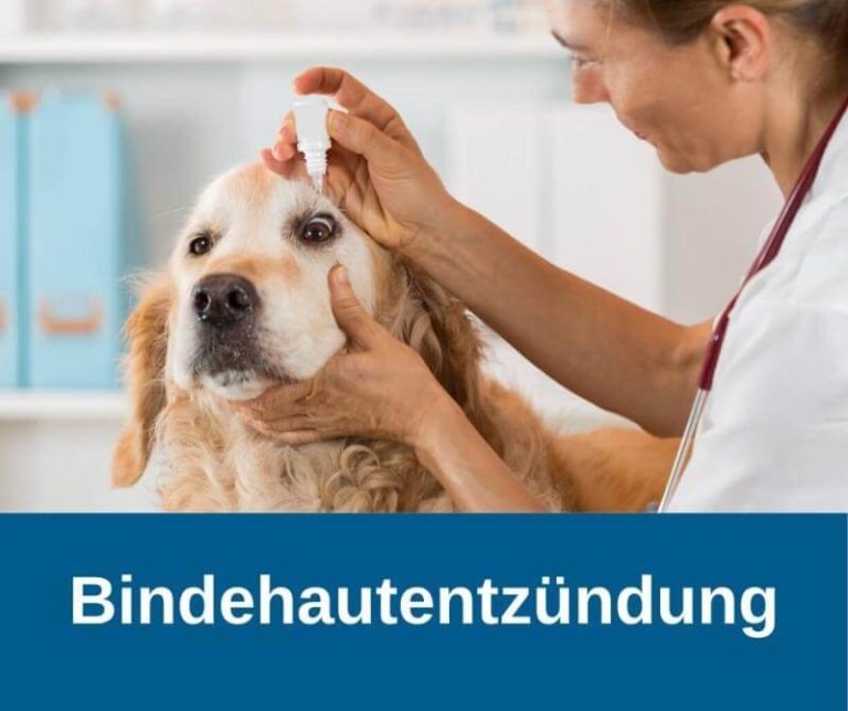 ᐅ Tränenflecken beim Hund endlich entfernen › guterHund.de
