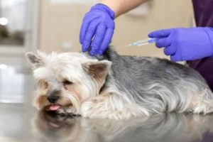 Core Impfungen beim Hund