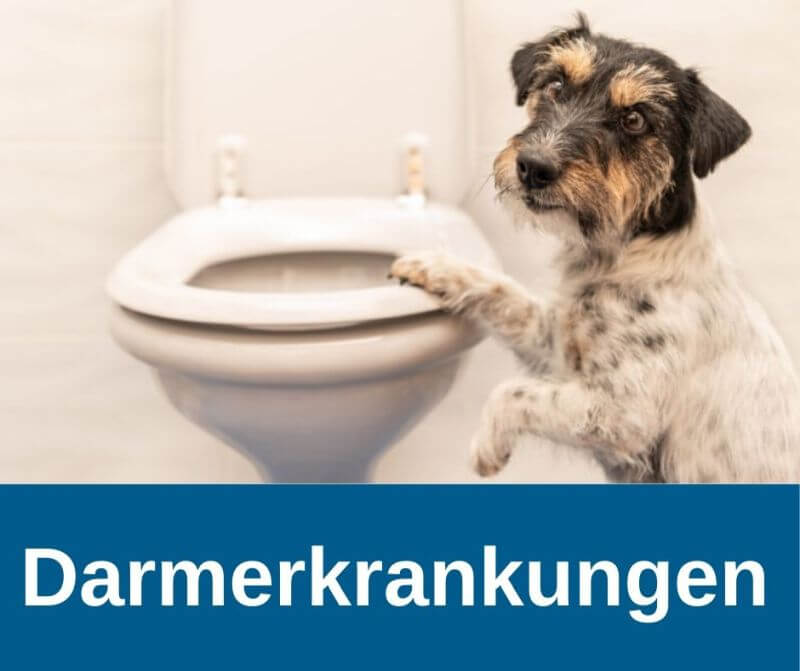 Darmerkrankungen Hund