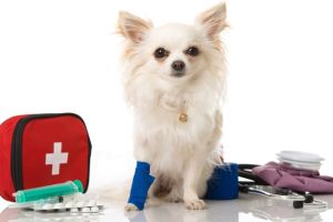 Erste Hilfe beim Hund - Kurs