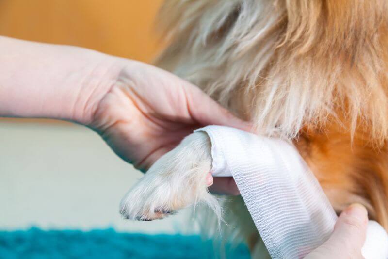 Erste Hilfe beim Hund - Pfoten Verband