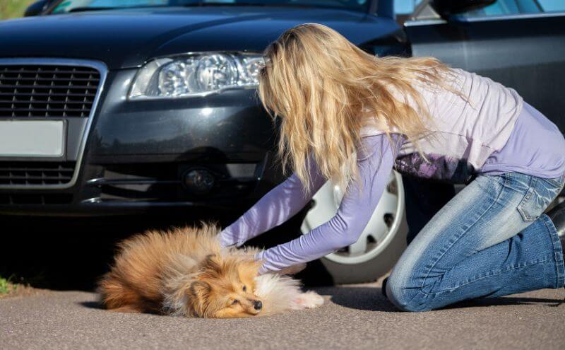 Erste Hilfe beim Hund - Vehrkehrsunfall