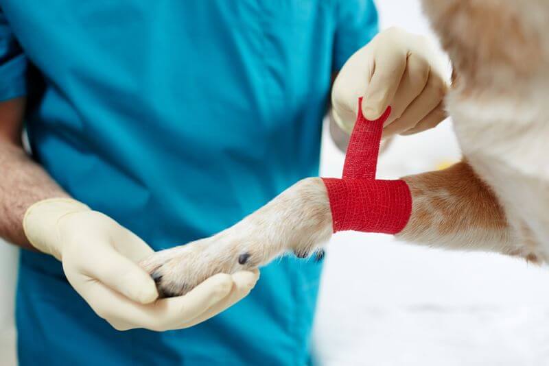 Erste Hilfe beim Hund - wann zum Tierarzt