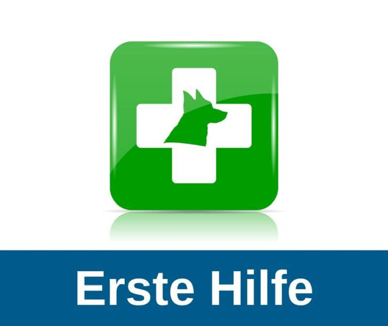 Erste Hilfe beim Hund