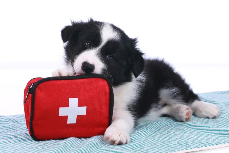 Erste Hilfe für Hunde