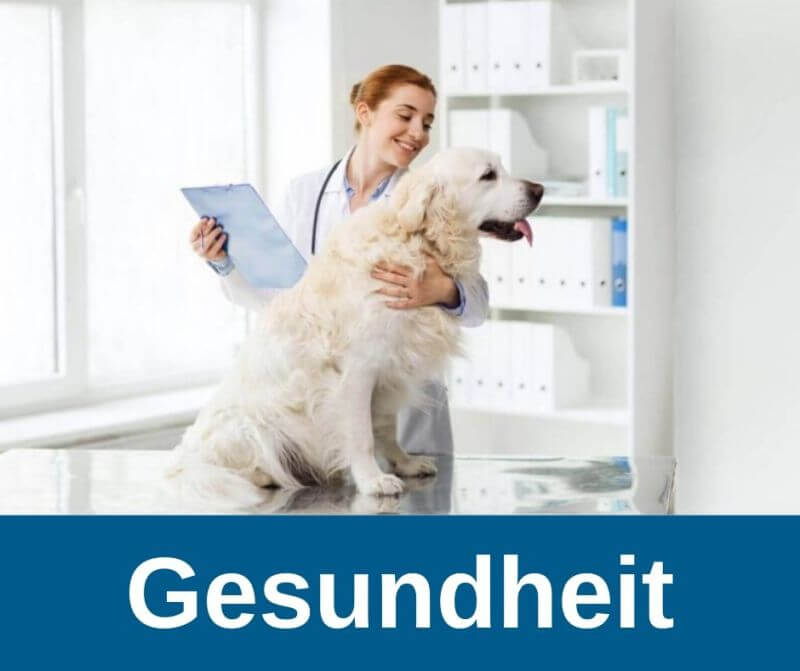 Gesundheit beim Hund