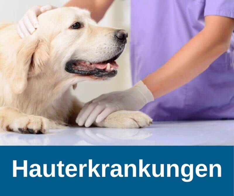 Hauterkrankung beim Hund