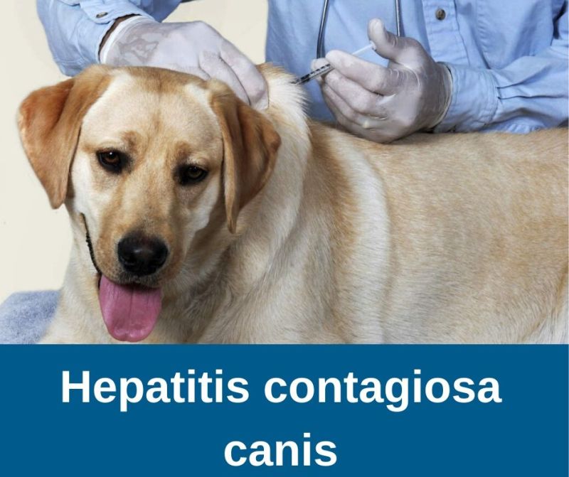 Hepatitis contagiosa canis
