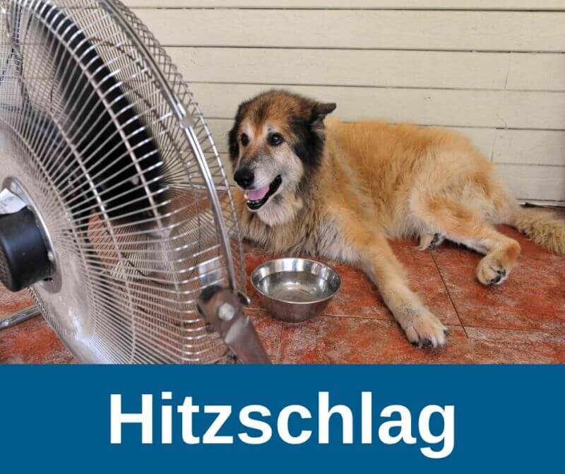 Hitzschlag beim Hund